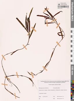 MAG 0017282
