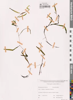 MAG 0017284
