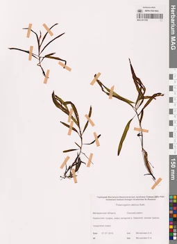 MAG 0017292