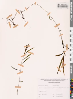 MAG 0017297
