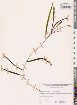MAG 0017304
