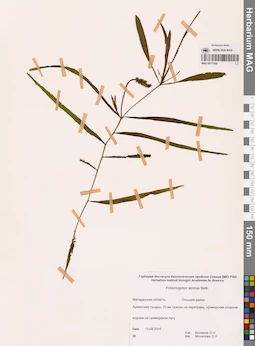 MAG 0017306