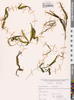 MAG 0017311