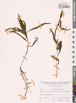 MAG 0017376