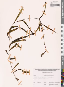 MAG 0017377