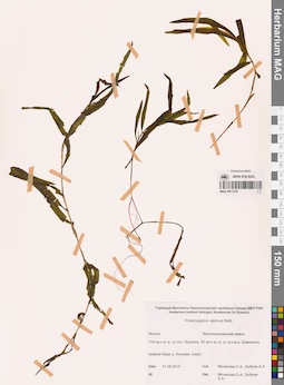 MAG 0017378
