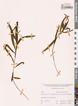 MAG 0017379