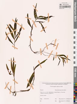 MAG 0017380