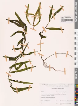 MAG 0017382
