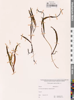 MAG 0017388