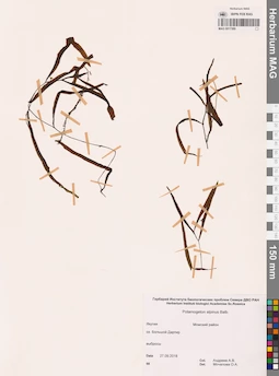 MAG 0017389