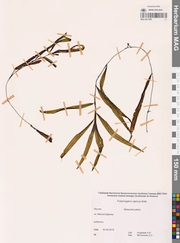 MAG 0017390