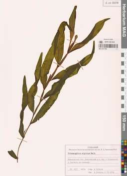 MAG 0017394