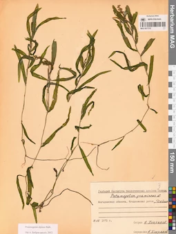 MAG 0017315