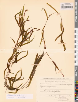 MAG 0017317
