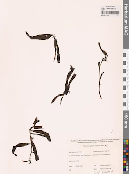 MAG 0017318