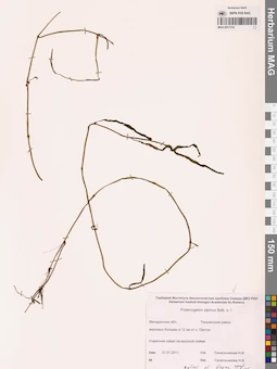 MAG 0017319