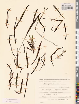 MAG 0017320