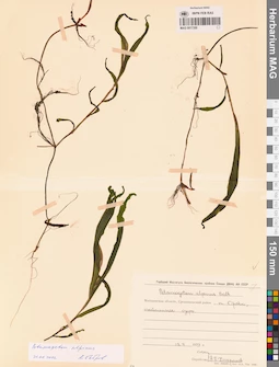 MAG 0017350
