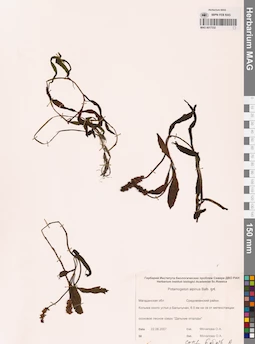 MAG 0017332
