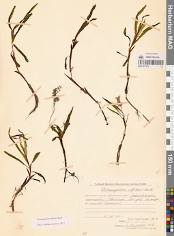 MAG 0017333