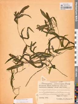 MAG 0017364
