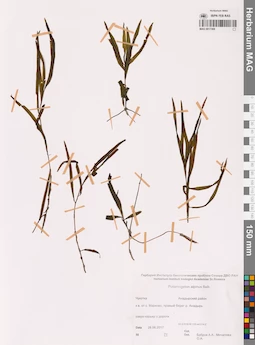MAG 0017369