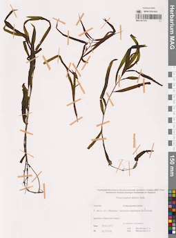 MAG 0017370