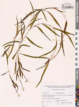 MAG 0017372