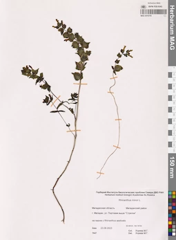 MAG 0016705