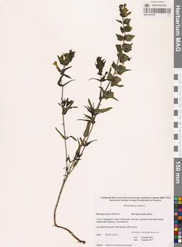 MAG 0016706
