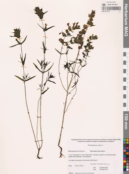 MAG 0016707