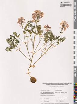 MAG 0016859