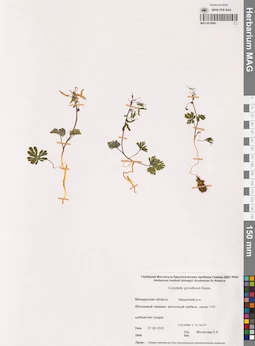 MAG 0016862