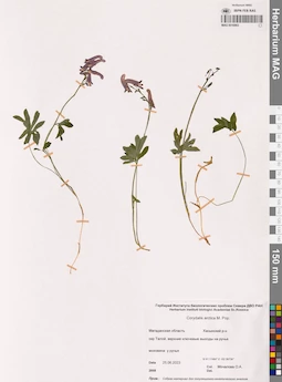 MAG 0016863