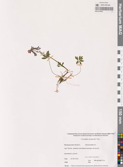 MAG 0016864