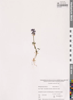 MAG 0016865