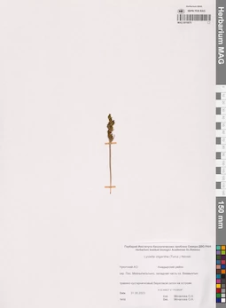 MAG 0016870
