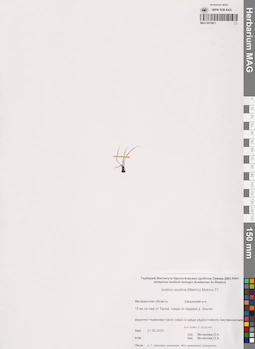 MAG 0016871
