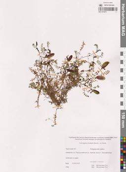 MAG 0016875
