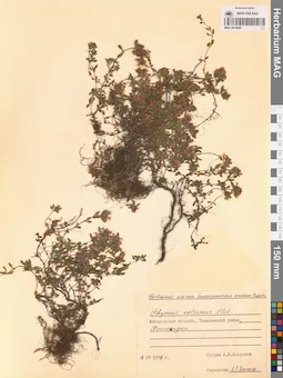 MAG 0019690