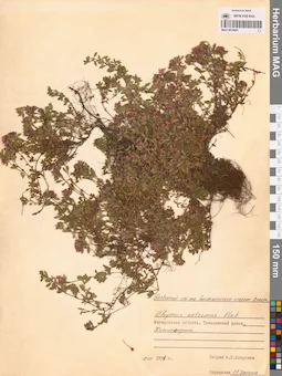 MAG 0019691