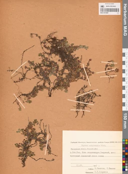 MAG 0019698
