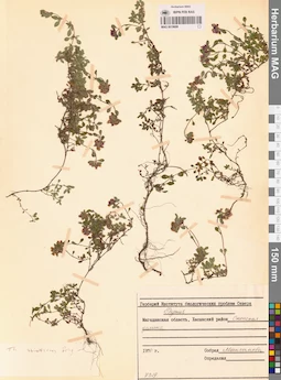 MAG 0019699