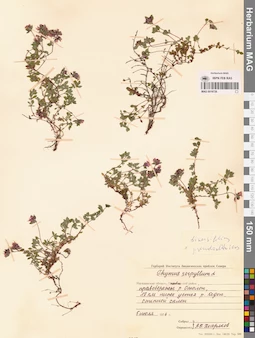 MAG 0019726