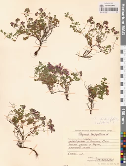 MAG 0019727