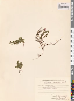 MAG 0019731