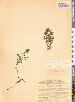 MAG 0019734