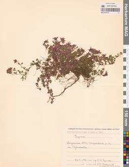 MAG 0019743