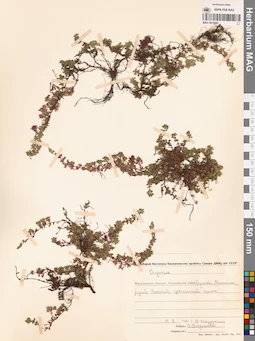 MAG 0019767